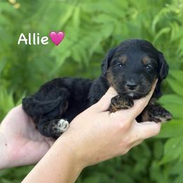 Allie - Black phantom female Aussiedoodle puppy in Lancaster, Minnesota from Finney Ranch