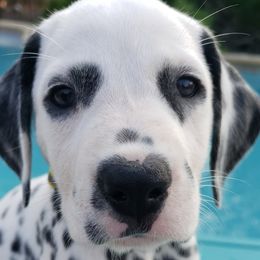 Peep - White and black Dalmatian puppy in Mckinney, Texas from 5 Alarm LUA Dalmatians & Bling Tiny Doodles