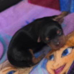 Girl 2 - Black and tan female Yorkshire Terrier puppy in White Pigeon, Michigan from Kathys Yorkie and Shih-tzu Cuties