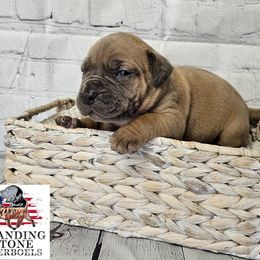 Boerboel Puppies from Standing Stone Boerboels