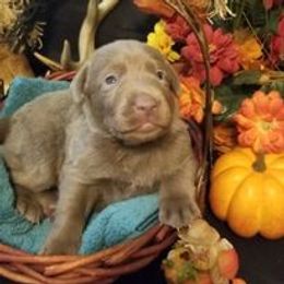 Dilute Retrievers from Santelli Silvers