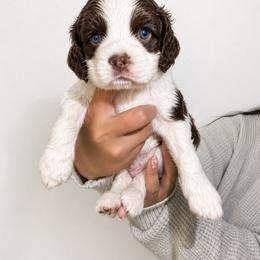 Meatball - Brown and white male Cocker Spaniel puppy in Wahiawa, Hawaii from Versatile Ohana