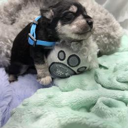 Blue - Black and silver male Miniature Schnauzer puppy in Sevierville, Tennessee from A&J Miniature Schnauzers