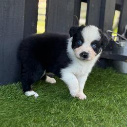 Latte - Black tri-color male Australian Shepherd puppy in Oak Hill, Florida from Swingin T Ranch LLC