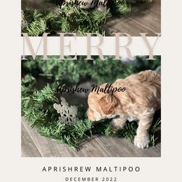 Dodge - Cream Maltipoo puppy in Weatherford, Texas from Aprishew Maltipoo