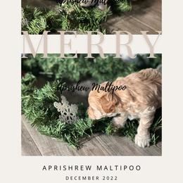 Dodge - Cream Maltipoo puppy in Weatherford, Texas from Aprishew Maltipoo