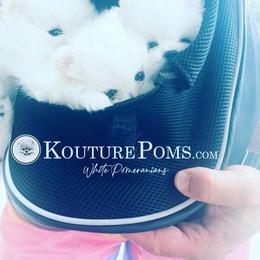 Pomeranian Puppies from Kouture Pomeranians