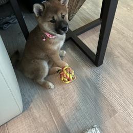 Shiba Inu Puppies from The Animal Farm Shiba Inus & Mameshibas