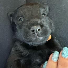 Paprika - Black female Scottish Terrier puppy in Oak Harbor, Washington from Nicole's Scottish Terriers