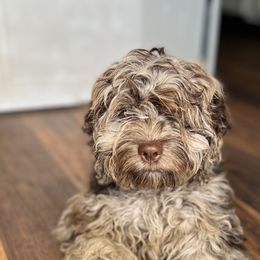Cockapoo All Grown Up from Disney Doodles
