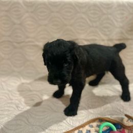 Giant Schnauzer and Poodle Puppies from Mississippi Poodles, Doodles and Giants