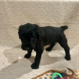 Giant Schnauzer and Poodle Puppies from Mississippi Poodles, Doodles and Giants