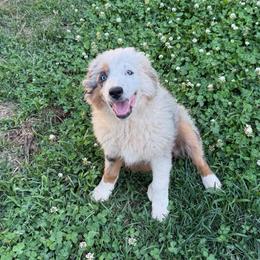Juni - Blue merle female Miniature Australian Shepherd puppy in Shingletown, California from Whiskeytown Aussies