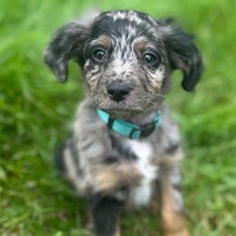 Gravity - Blue merle male Aussiedoodle puppy in Columbia Falls, Montana from Firefly Aussies & Aussiedoodles