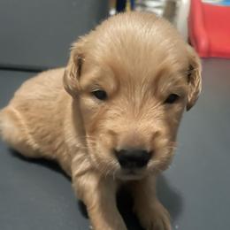 Teal Collar - Golden male Golden Retriever puppy in Tulsa, Oklahoma from Triple J Goldens, LLC