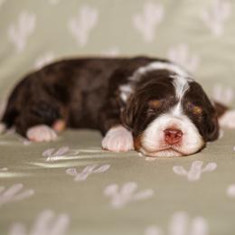 Fin - Brown and white male Bernedoodle puppy in Gilbert, Arizona from Safe Havynn Doodles
