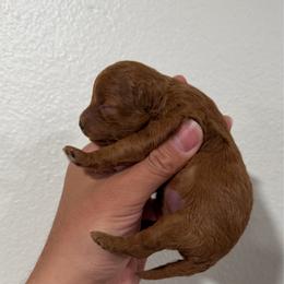 Female - Red  female Poodle puppy in Lancaster, California from Fancy Red Poodles