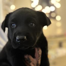 Boy 1 - Black brindle Dutch Shepherd puppy in Watertown, Connecticut from APACHE CANINE
