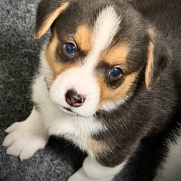 Bentley (Green collar) - Black and tan male American Corgi puppy in Omaha, Arkansas from DnD Corgis
