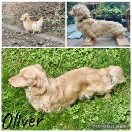 Oliver - Dachshund