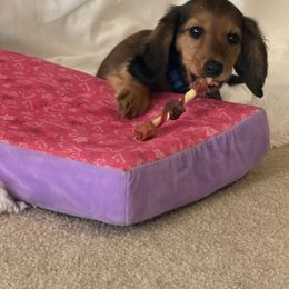 Dark blue boy - Black and tan male Dachshund puppy in Exeter, California from PeacocksDachs