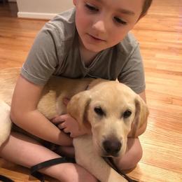 Jack Russell Terrier and Labrador Retriever Puppies from Canine Assist