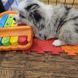 Toy Australian Shepherd Puppies from Reflections of Star Crest Kennel