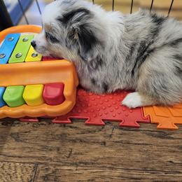 Toy Australian Shepherd Puppies from Reflections of Star Crest Kennel