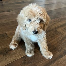Telluride - Cream female Goldendoodle puppy in The Woodlands, Texas from Gracie's Goldendoodles and Bernedoodles