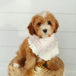 Sugar - Apricot female Goldendoodle puppy in Rio Linda, California from GoldendoodlePaw