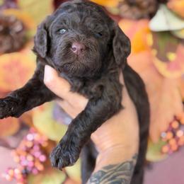 Eclipse - Chocolate male Goldendoodle puppy in Waterford, California from Alvdoodles