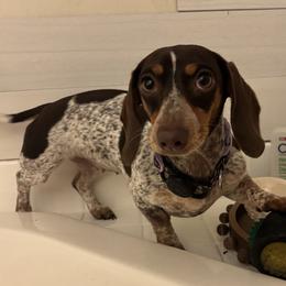Mayzie - Dachshund