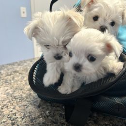 Maltese puppies from Hummingbird Fields