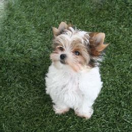 Yorkshire Terrier Puppies from Mirage Yorkies