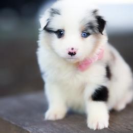 Elora - Blue merle female Australian Shepherd puppy in Austin, Texas from Sweetwater Australian Shepherds