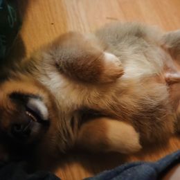 Boy 4 - Sable and white male American Corgi puppy in Pioneer, Michigan from Country Corners Corgis