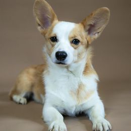 American Corgis and Pembroke Welsh Corgis from Rockin' CC Corgis