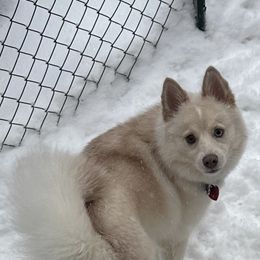 Pomsky puppies from OG's Pomskies