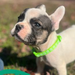 French Bulldogs from Love of Frenchies