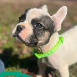 French Bulldogs from Love of Frenchies