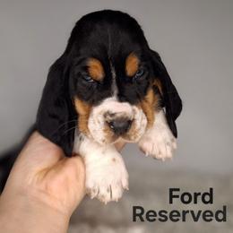 Ford - Black brown and white male Basset Hound puppy in Mack's Creek, Missouri from Mack's Creek Basset Hounds