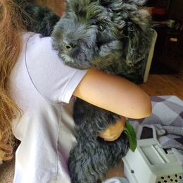 Bouvier des Flandres and Havanese Puppies from Beulah Bouviers and Havanese