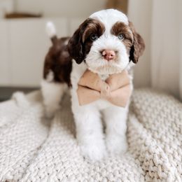 Australian Labradoodle and Goldendoodle Puppies from The Doodle Cove