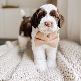 Australian Labradoodle and Goldendoodle Puppies from The Doodle Cove
