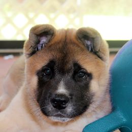 Akita Puppies from Akitas by Denali