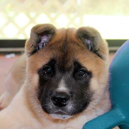 Akita Puppies from Akitas by Denali