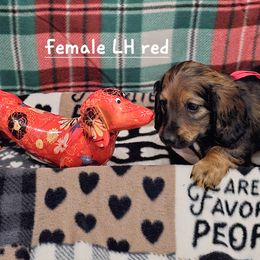 Dachshund Puppies from Briarwood Dachshunds
