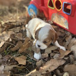 Eleanor - Blenheim female Cavalier King Charles Spaniel puppy in Tahlequah, Oklahoma from Love Some Dogs Dachshunds & Cavalier King Charles Spaniels,Cavapoos