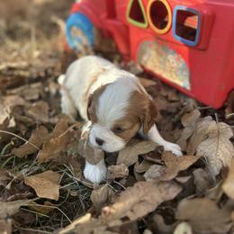 Eleanor - Blenheim female Cavalier King Charles Spaniel puppy in Tahlequah, Oklahoma from Love Some Dogs Dachshunds & Cavalier King Charles Spaniels,Cavapoos