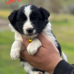 Sharon - Black female Border Collie puppy in Sanger, California from Flying M Cactus Ranch Buddies
